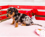 Small Photo #24 Dachshund Puppy For Sale in WAKARUSA, IN, USA