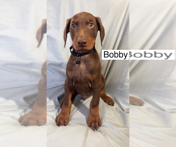 Medium Photo #2 Doberman Pinscher Puppy For Sale in POMEROY, OH, USA