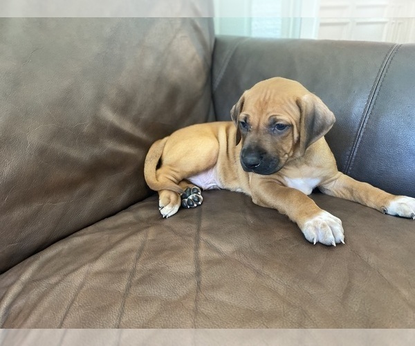 Medium Photo #11 Rhodesian Ridgeback Puppy For Sale in KELLER, TX, USA