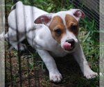 Small #9 Mutt