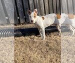 Small #9 American Pit Bull Terrier-Jack Russell Terrier Mix