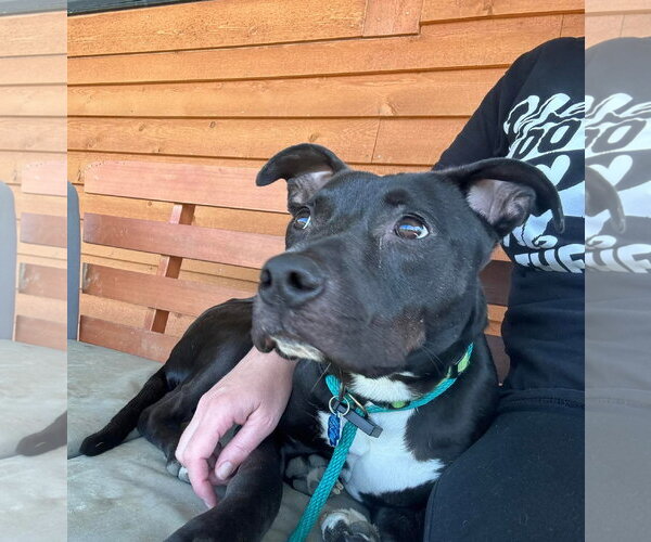 Medium Photo #3 American Pit Bull Terrier-Unknown Mix Puppy For Sale in Germantown, OH, USA