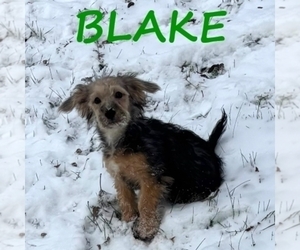 YorkiePoo Puppy for sale in HARTLAND, MN, USA