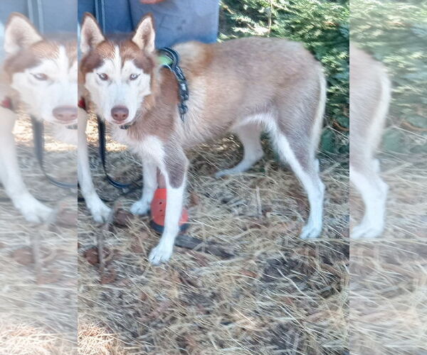 Medium Photo #1 Siberian Husky Puppy For Sale in Pacific grove , CA, USA