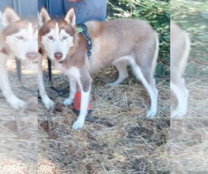Siberian Husky Dogs for adoption in Pacific grove , CA, USA