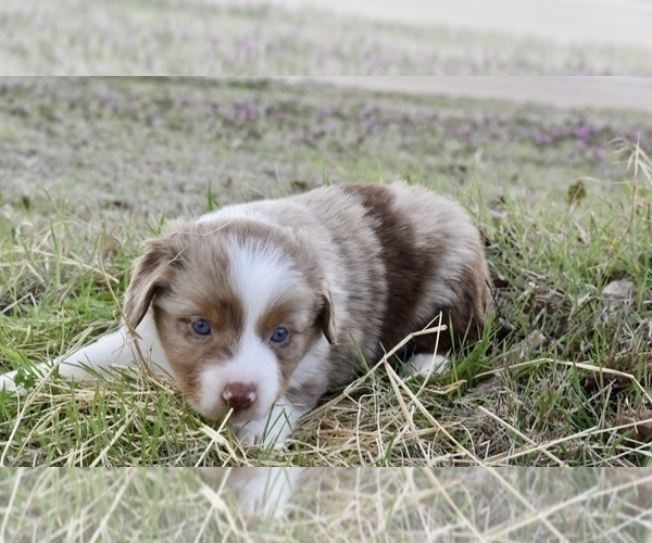 Medium Photo #3 Miniature Australian Shepherd Puppy For Sale in WICHITA FALLS, TX, USA