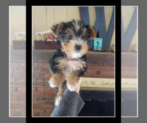 Yorkshire Terrier Litter for sale in CLAREMORE, OK, USA