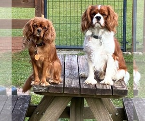 Mother of the Cavalier King Charles Spaniel puppies born on 08/07/2026
