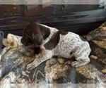 Small #1 German Shorthaired Pointer