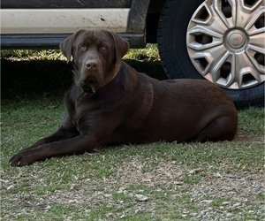 Father of the Labrador Retriever puppies born on 02/24/2026