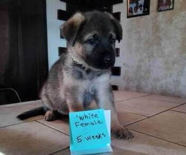 Medium Photo #4 German Shepherd Dog Puppy For Sale in CORINTH, KY, USA