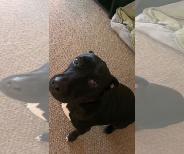 Medium Photo #3 Labrador Retriever-Unknown Mix Puppy For Sale in St. Cloud, MN, USA