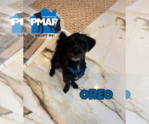 Shih-Poo Dogs for adoption in Binghamton, NY, USA