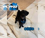 Small Shih-Poo