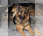 Small Photo #1 German Shepherd Dog Puppy For Sale in Niagara-On-The-Lake, Ontario, Canada