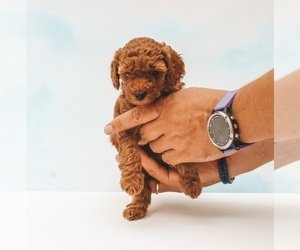 Poodle (Miniature) Puppy for Sale in TAMPA, Florida USA