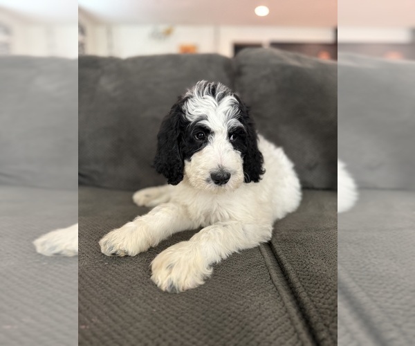 Medium Photo #11 Bernedoodle-Poodle (Standard) Mix Puppy For Sale in MENIFEE, CA, USA