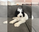 Small #10 Bernedoodle-Poodle (Standard) Mix
