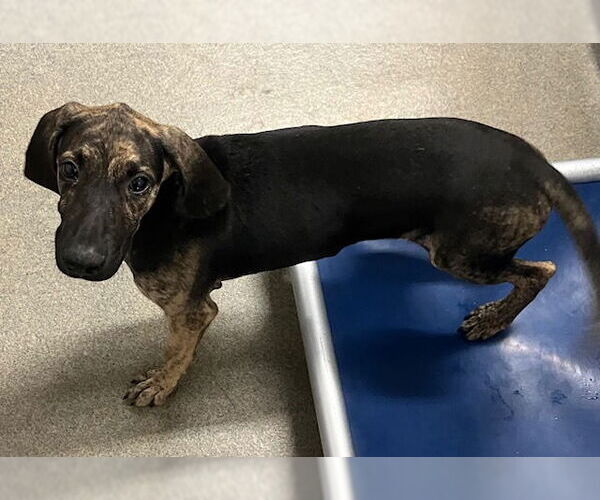 Medium Photo #2 Mutt Puppy For Sale in Sterling, MA, USA