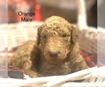 Small Photo #6 Goldendoodle Puppy For Sale in FRANKLINTON, LA, USA