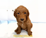 Small #4 Goldendoodle