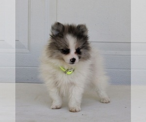 Pomeranian Puppy for sale in FREDERICKSBURG, OH, USA