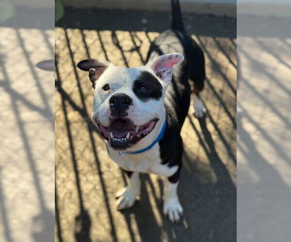Medium Photo #1 American Bulldog Puppy For Sale in Riverside, CA, USA
