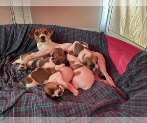 Jack Russell Terrier Puppy for sale in OLYMPIC VALLEY, CA, USA