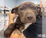 Small #3 Labrador Retriever Mix