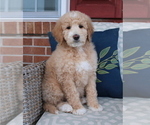 Small Photo #8 Goldendoodle (Miniature) Puppy For Sale in MANHEIM, PA, USA