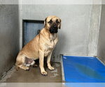 Small Mastiff