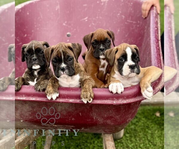Medium Photo #2 Boxer Puppy For Sale in GORDONVILLE, PA, USA