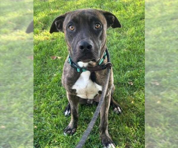 Medium Photo #3 American Pit Bull Terrier-Unknown Mix Puppy For Sale in Woodland, CA, USA