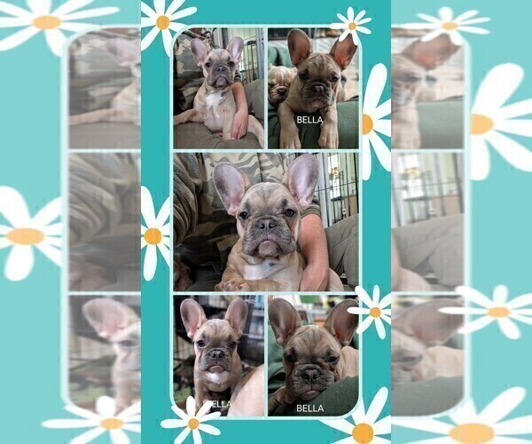 Medium Photo #1 French Bulldog Puppy For Sale in MCKINLEYVILLE, CA, USA