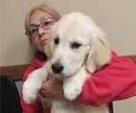 Small Photo #12 English Cream Golden Retriever Puppy For Sale in NORTHWOOD, OH, USA