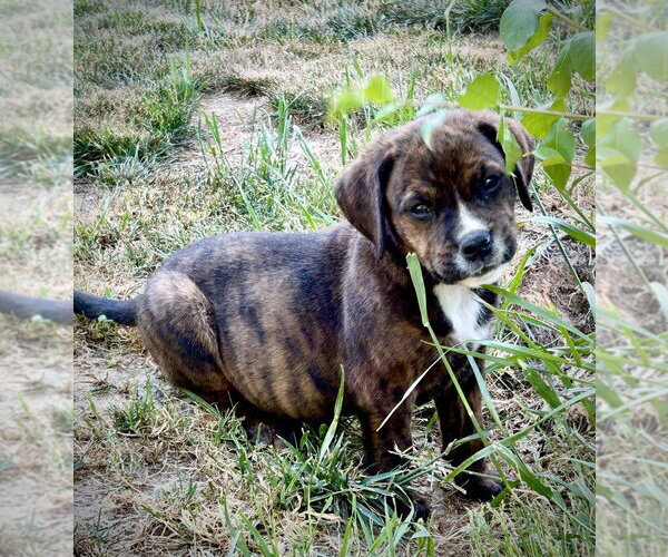 Medium Photo #1 Mutt Puppy For Sale in Mooresville, NC, USA