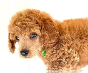 Poodle (Miniature) Puppy for sale in KEIZER, OR, USA