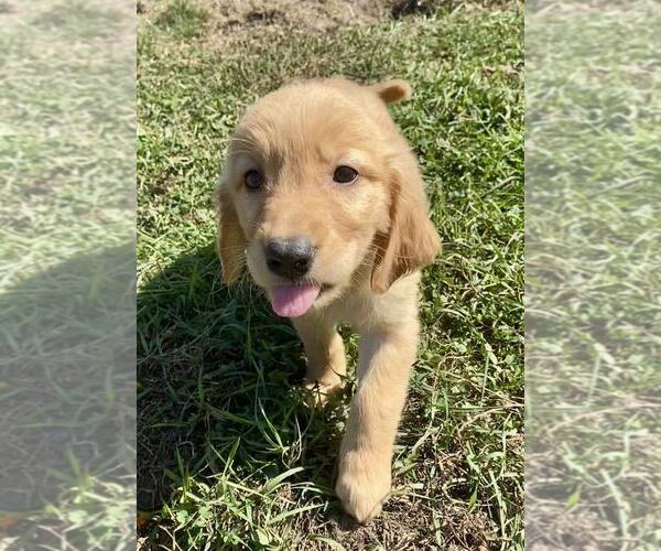 Medium Photo #1 Golden Retriever Puppy For Sale in RIGA, MI, USA