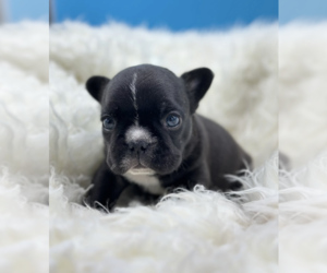 French Bulldog Puppy for sale in HUNTERSVILLE, NC, USA