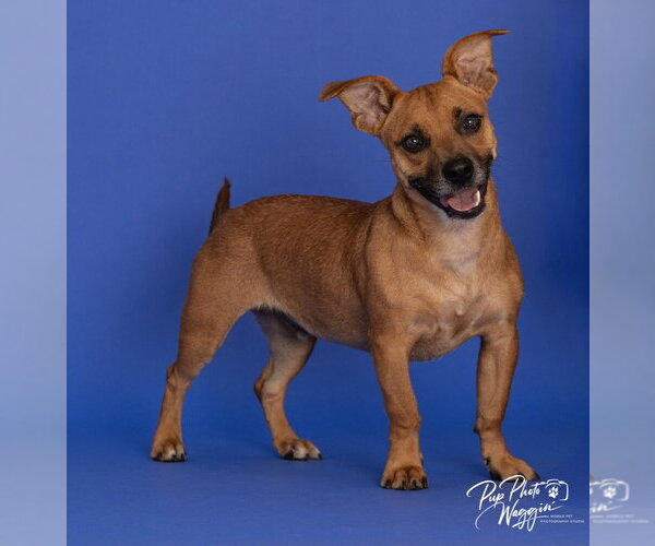 Medium Photo #2 French Bull Weiner Puppy For Sale in Claremore, OK, USA