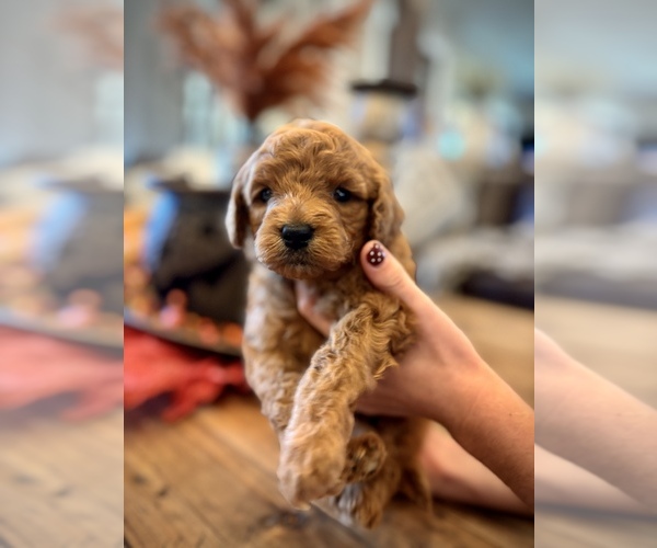 Medium Photo #2 Goldendoodle (Miniature) Puppy For Sale in SAINT JAMES, MO, USA