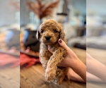 Small #1 Goldendoodle (Miniature)