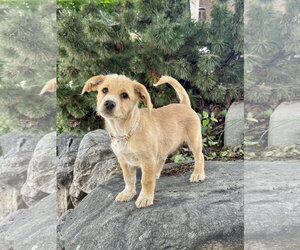 Dachshund-Unknown Mix Dogs for adoption in MIDWAY, UT, USA
