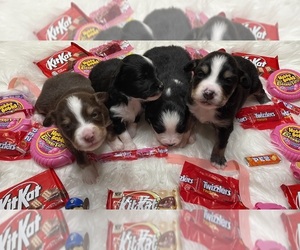 Miniature Australian Shepherd Litter for sale in HILLSBORO, KS, USA