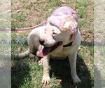 Small Photo #6 Bullypit Puppy For Sale in Bandera, TX, USA