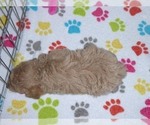 Small Photo #3 Cockapoo-Poodle (Miniature) Mix Puppy For Sale in ORO VALLEY, AZ, USA
