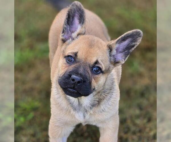 Medium Photo #5 French Bulldog-Unknown Mix Puppy For Sale in San Diego, CA, USA