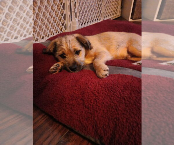Medium Photo #3 Mutt Puppy For Sale in Brooklyn Center, MN, USA