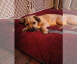 Small #2 Mutt