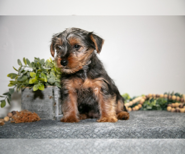 Medium Photo #9 Yorkshire Terrier Puppy For Sale in MONROE, IN, USA